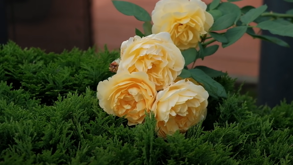 https://sergiev-posad.mslandshaft.ru/storage/app/uploads/public/642/bc0/41c/642bc041ccf9f862375105.png